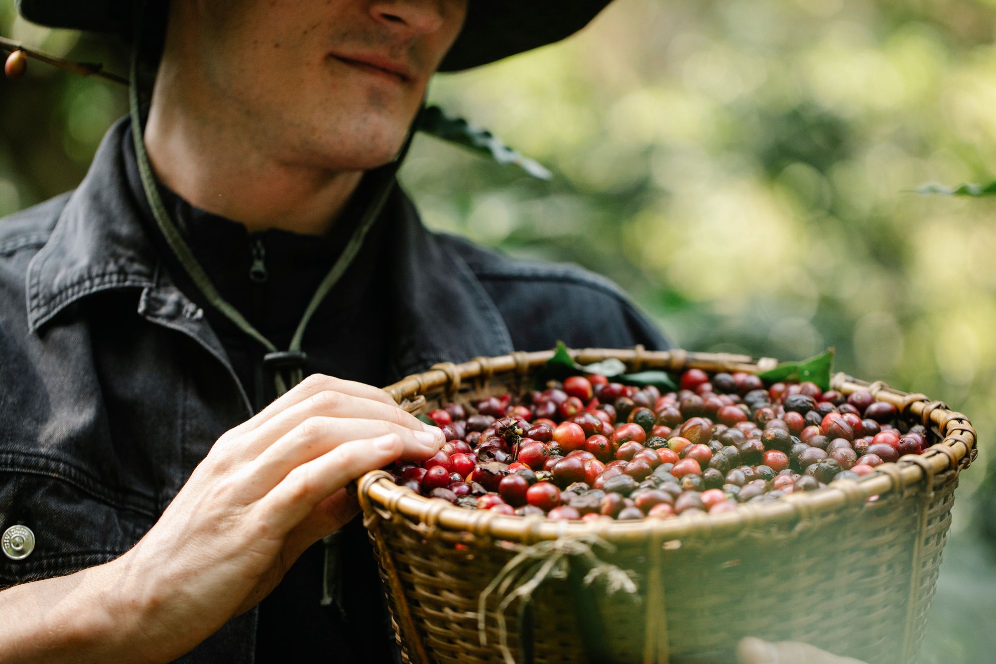 Cesto com cerejas de café recém-colhidas