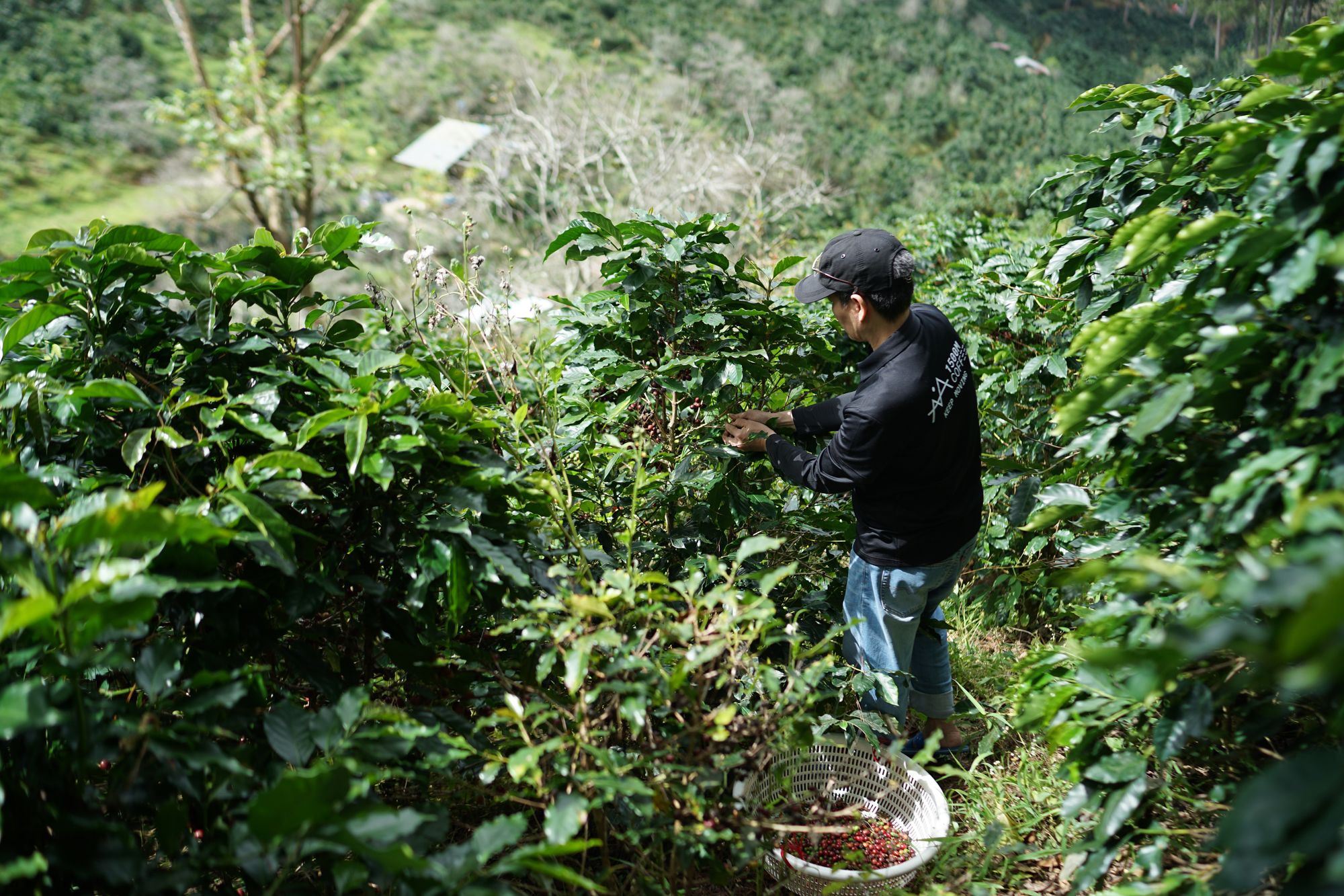 Lavoura de café em encosta, com cafeeiros verdes carregados